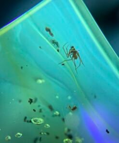 Alternative view of Araña